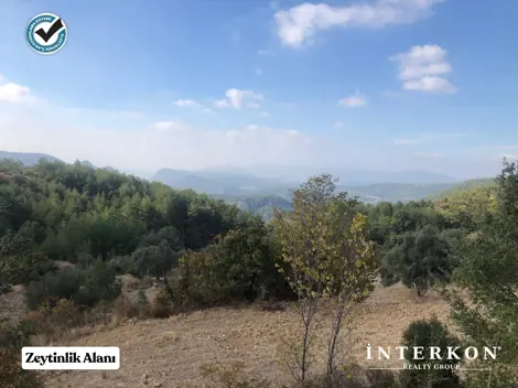  Muğla Menteşe Dağpınar Neighbourhood 1309 m² Olive Grove for Sale! - photo 4
